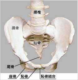 骨盤模型.jpg